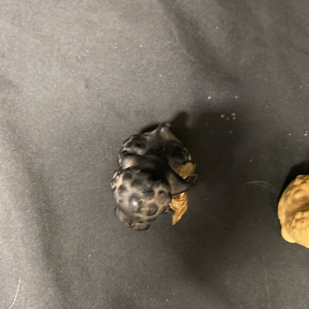 Vintage 1950's Chalkware Dogs / Poodles Pair Cream and Black - (1448)