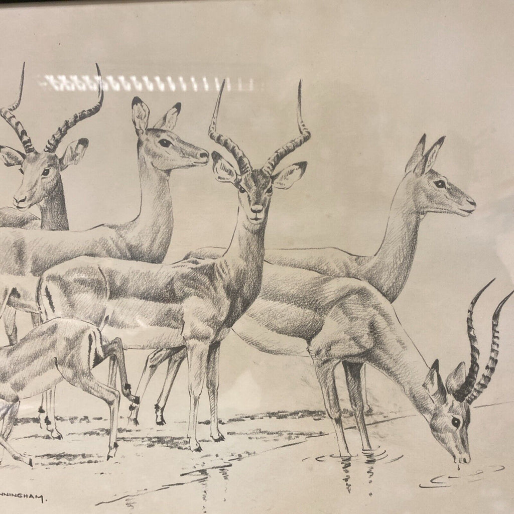 Cunningham - Antique drawing original - Gazelles - Glazed and Framed - (5337)