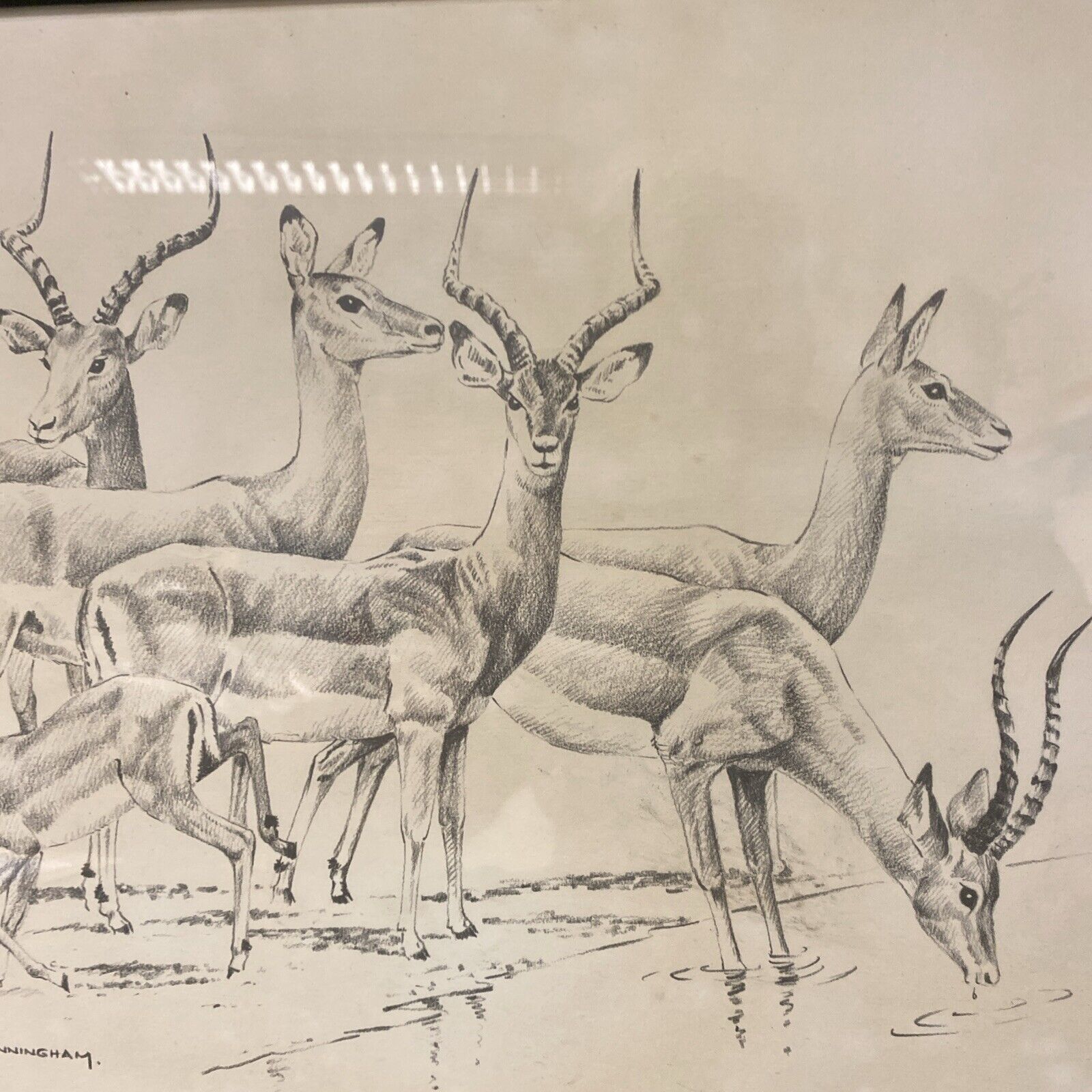 Cunningham - Antique drawing original - Gazelles - Glazed and Framed - (5337)