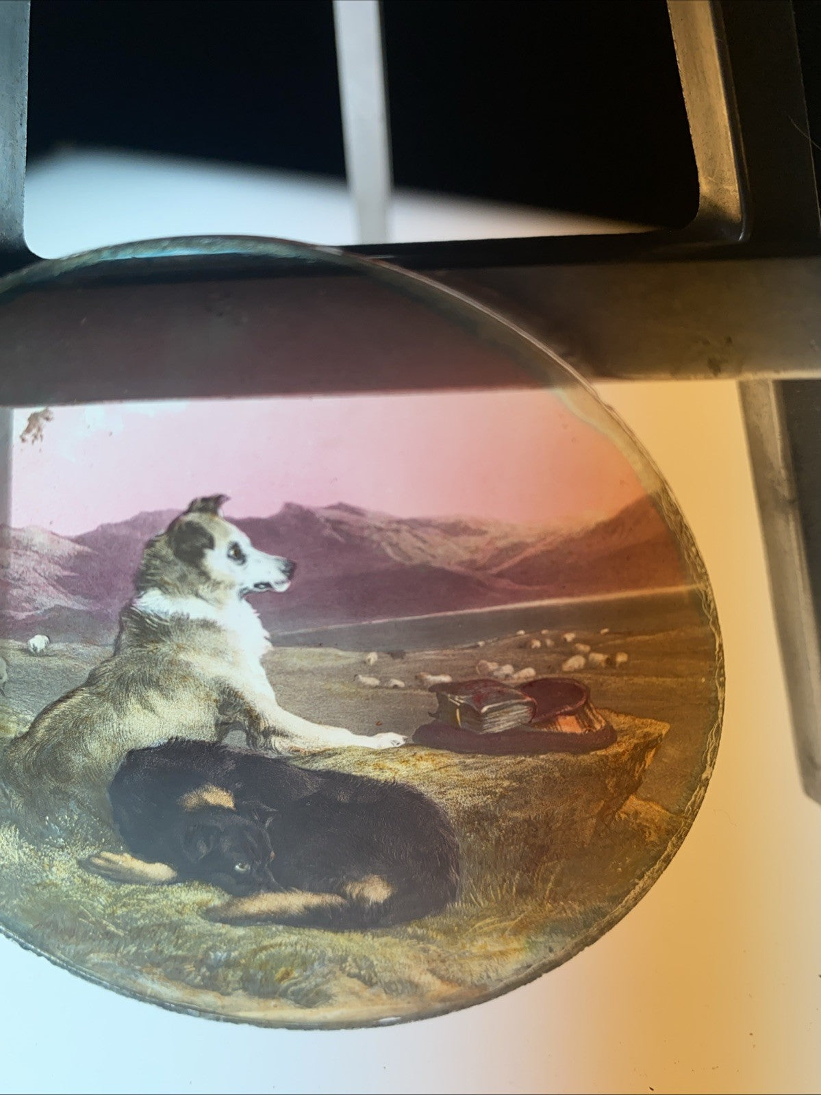 Magic Lantern Victorian Glass Round Handpainted Slide Two Dogs together (1149)