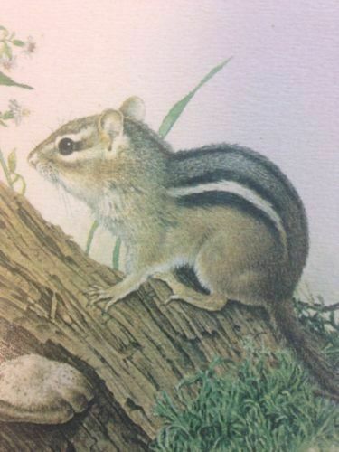 Glen Loates Canadian artist 1977 framed matted lithograph Chipmunk Y11008 (1633