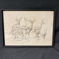 Cunningham - Antique drawing original - Gazelles - Glazed and Framed - (5337)