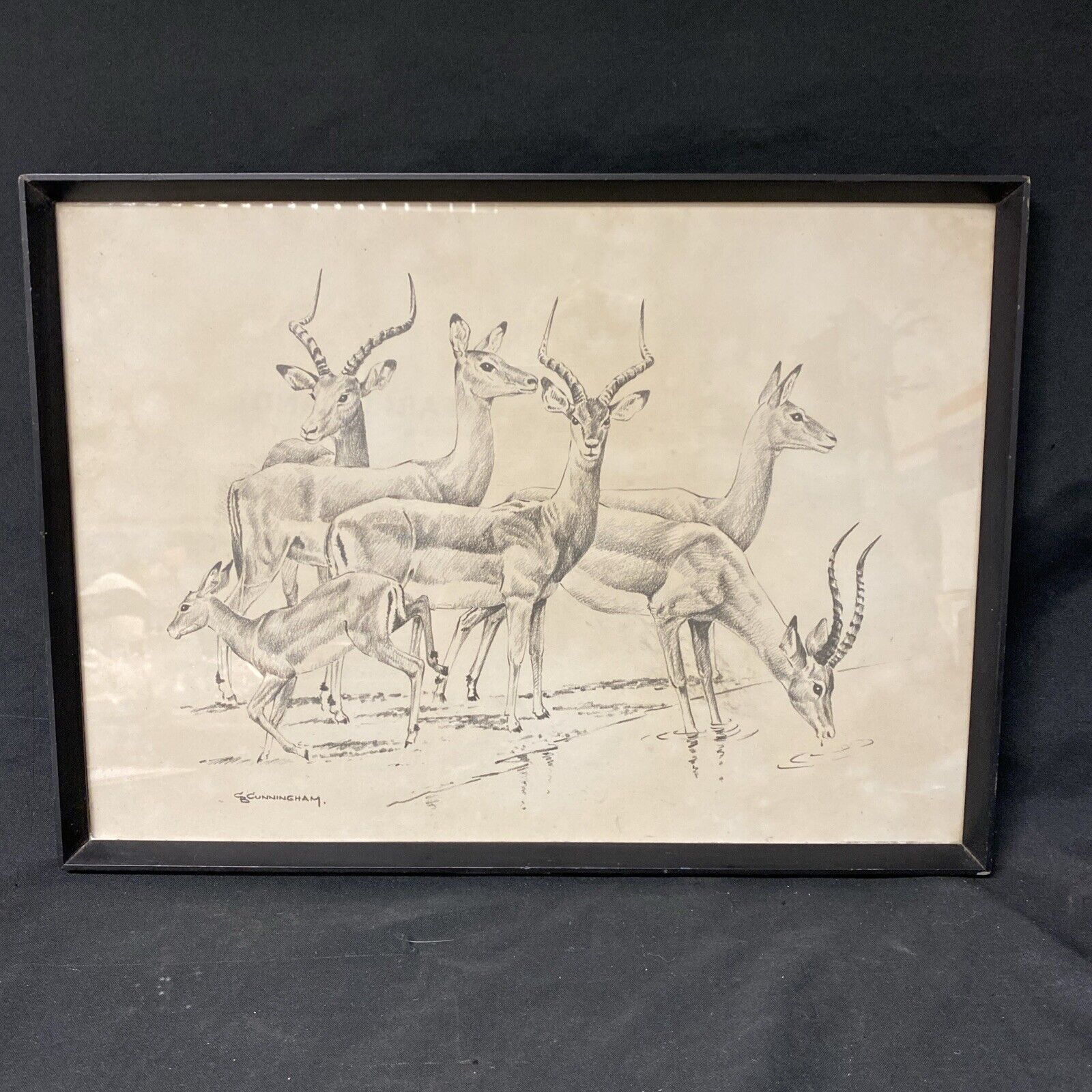 Cunningham - Antique drawing original - Gazelles - Glazed and Framed - (5337)