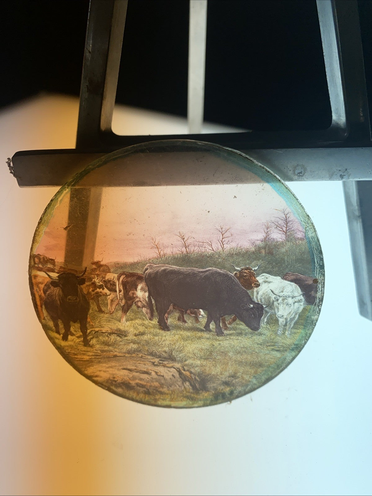 Magic Lantern Victorian Glass Round Handpainted Slide Steers in a field (1164)