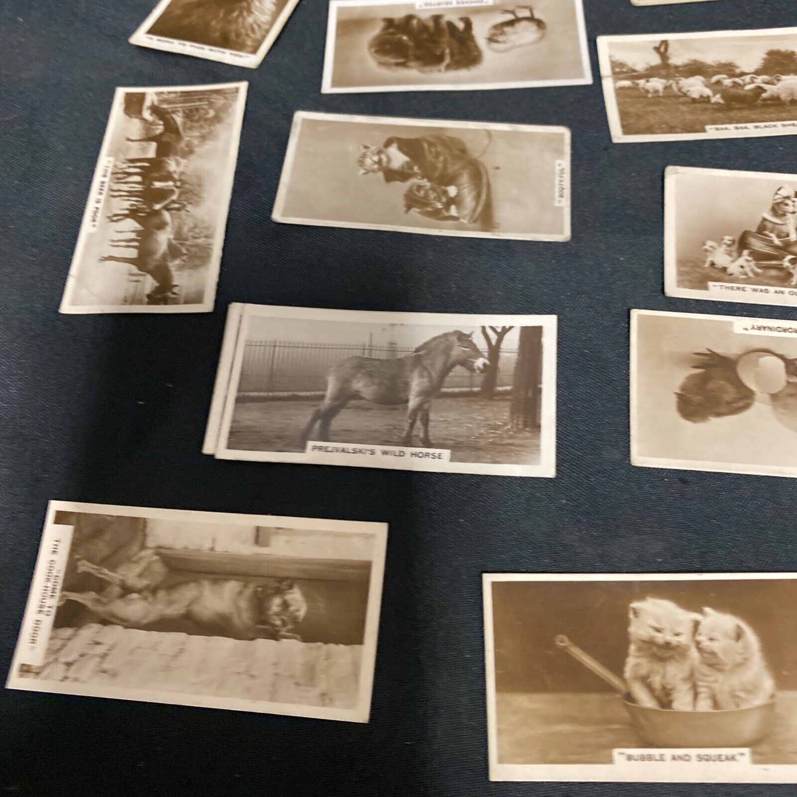 Millhoff Cigarette Real Photograph Cards - Animals from various series x 18 cards -(9155)