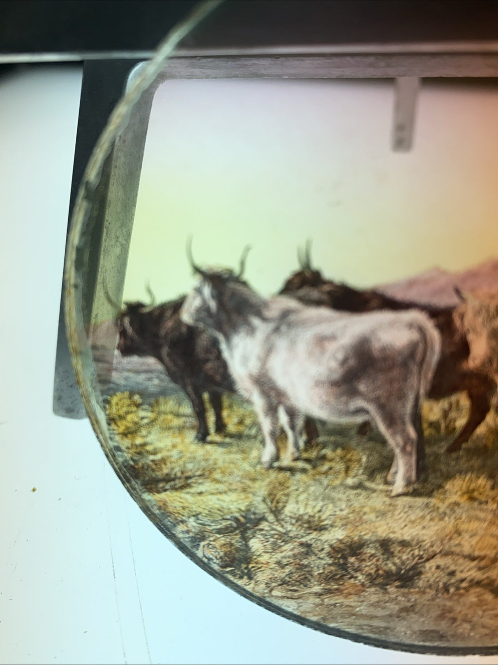 Magic Lantern Victorian Glass Round Handpainted Slide Steers in a field - (1097)