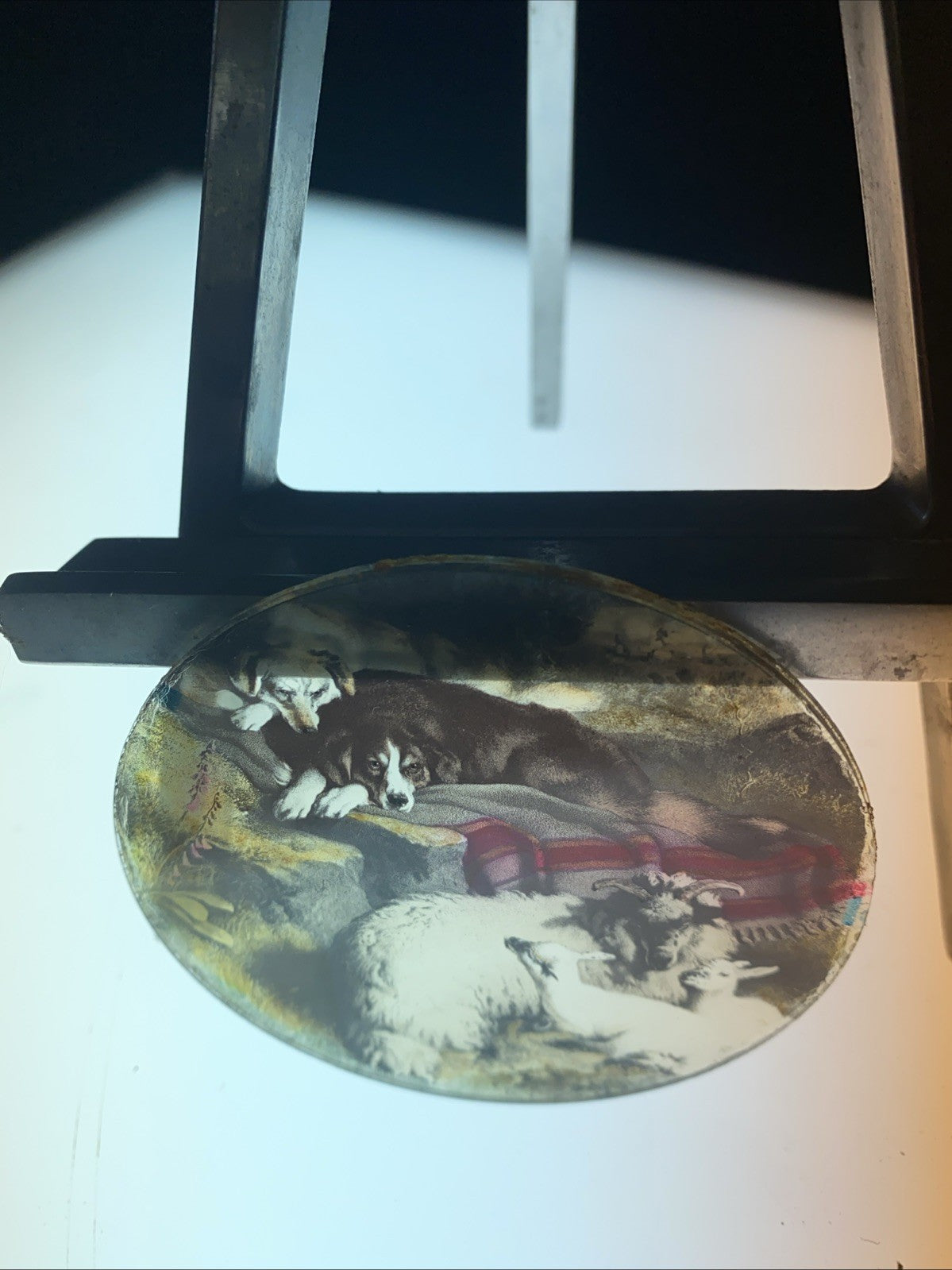 Magic Lantern Victorian Glass Round Handpainted Slide Dogs watching sheep (1172)