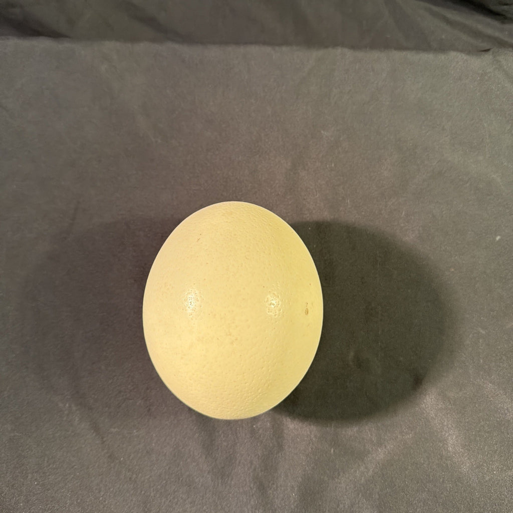 Ostrich egg Blown undecorated clean from Africa  6" - (1998)