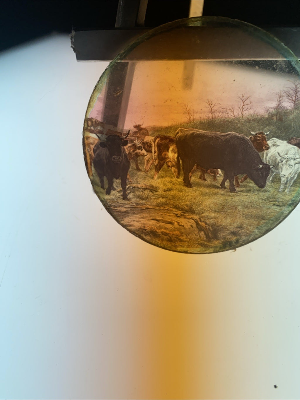 Magic Lantern Victorian Glass Round Handpainted Slide Steers in a field (1164)