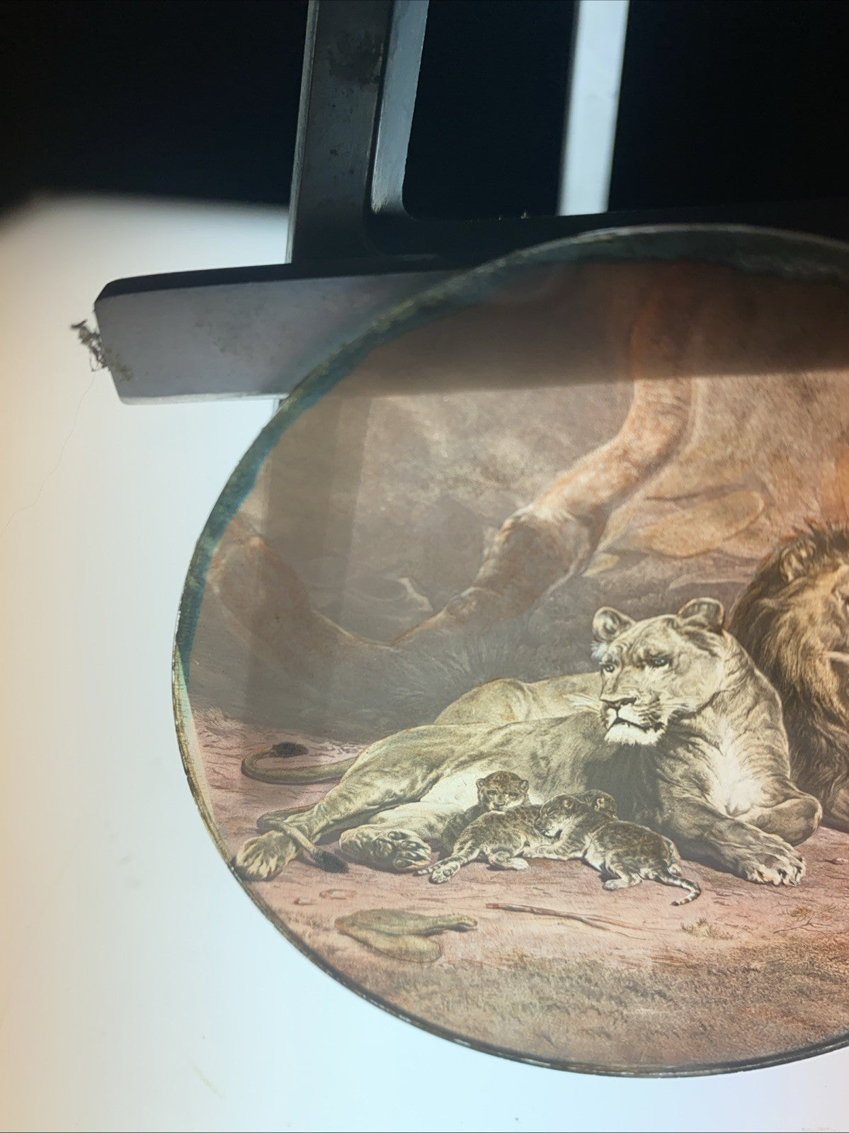 Magic Lantern Victorian Glass Round Handpainted Slide Family of lions (1126)