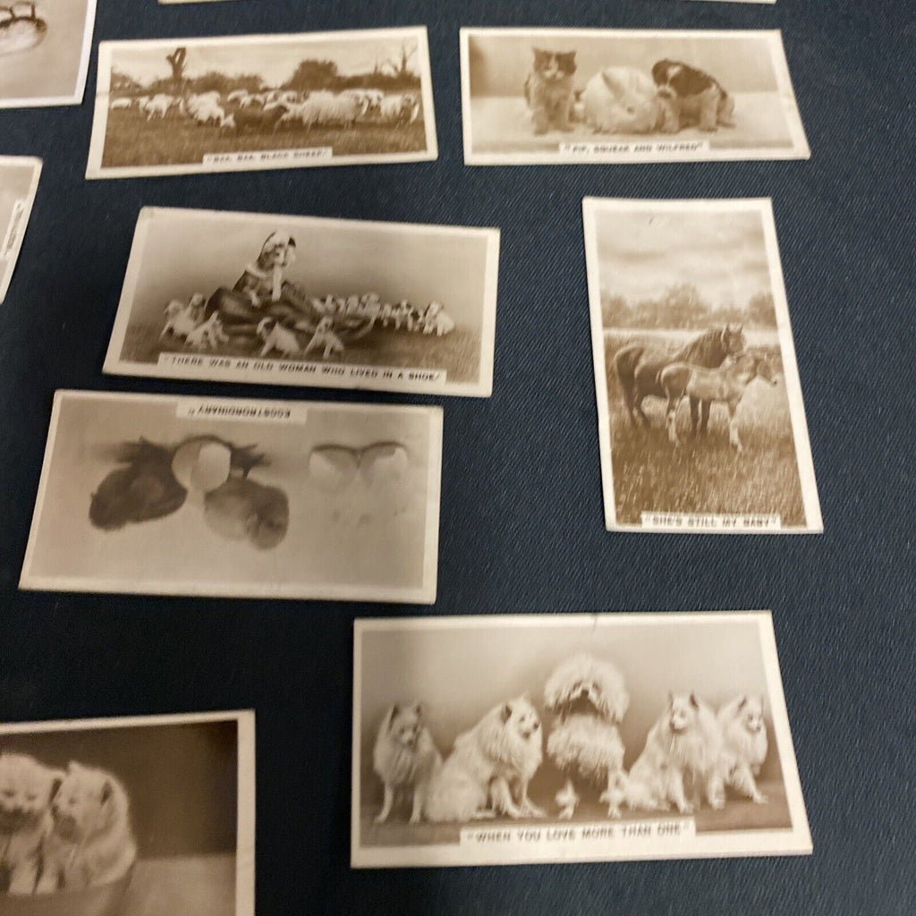 Millhoff Cigarette Real Photograph Cards - Animals from various series x 18 cards -(9155)