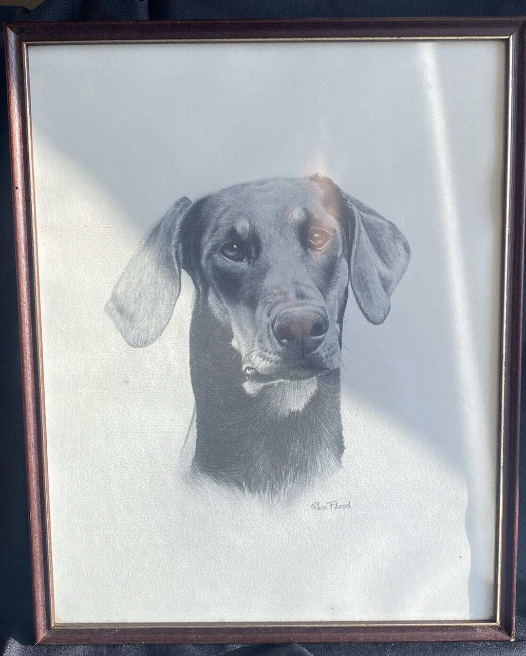 Rex Flood - Framed Glazed Pencil Print Labrador Dog 1990 - (9097)