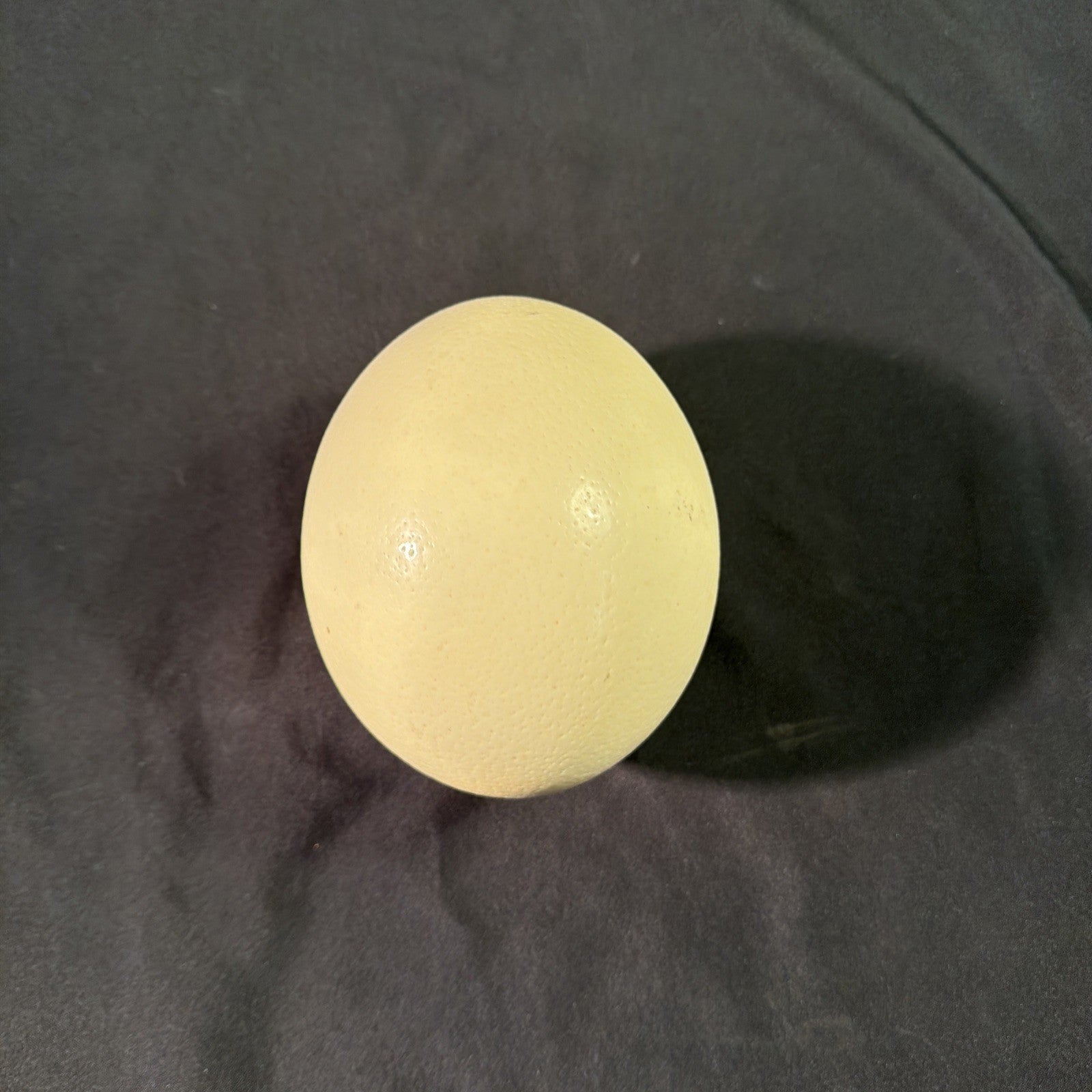 Ostrich egg Blown undecorated clean from Africa  6" - (1998)