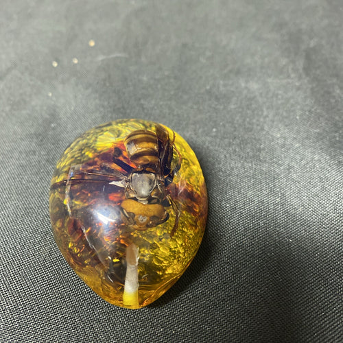 Beautiful Vintage Preserved Hornet In Amber Necklace Pendant - (1673)