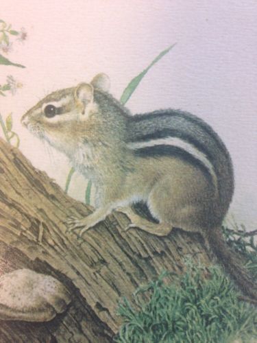 Glen Loates Canadian artist 1977 framed matted lithograph Chipmunk Y11008 (1633