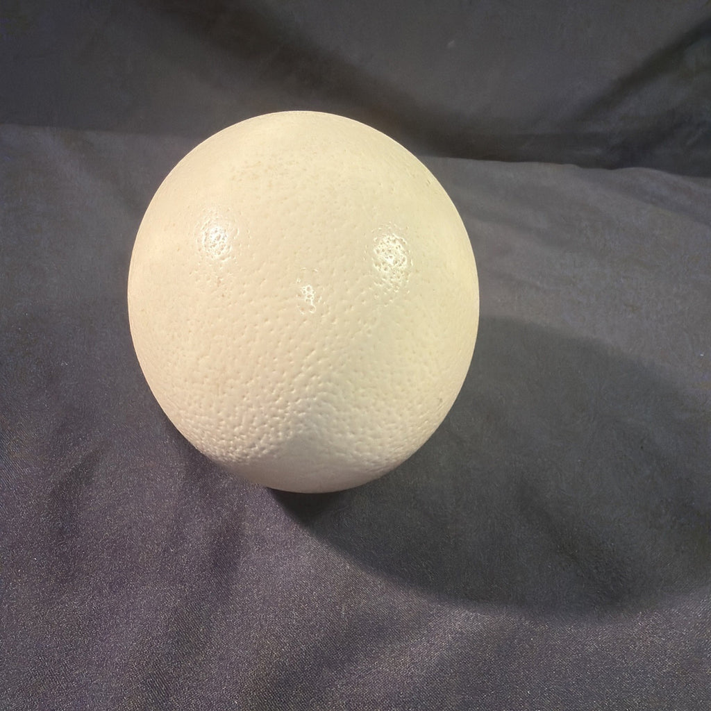 Ostrich egg Blown undecorated clean from Africa  6" - (1998)