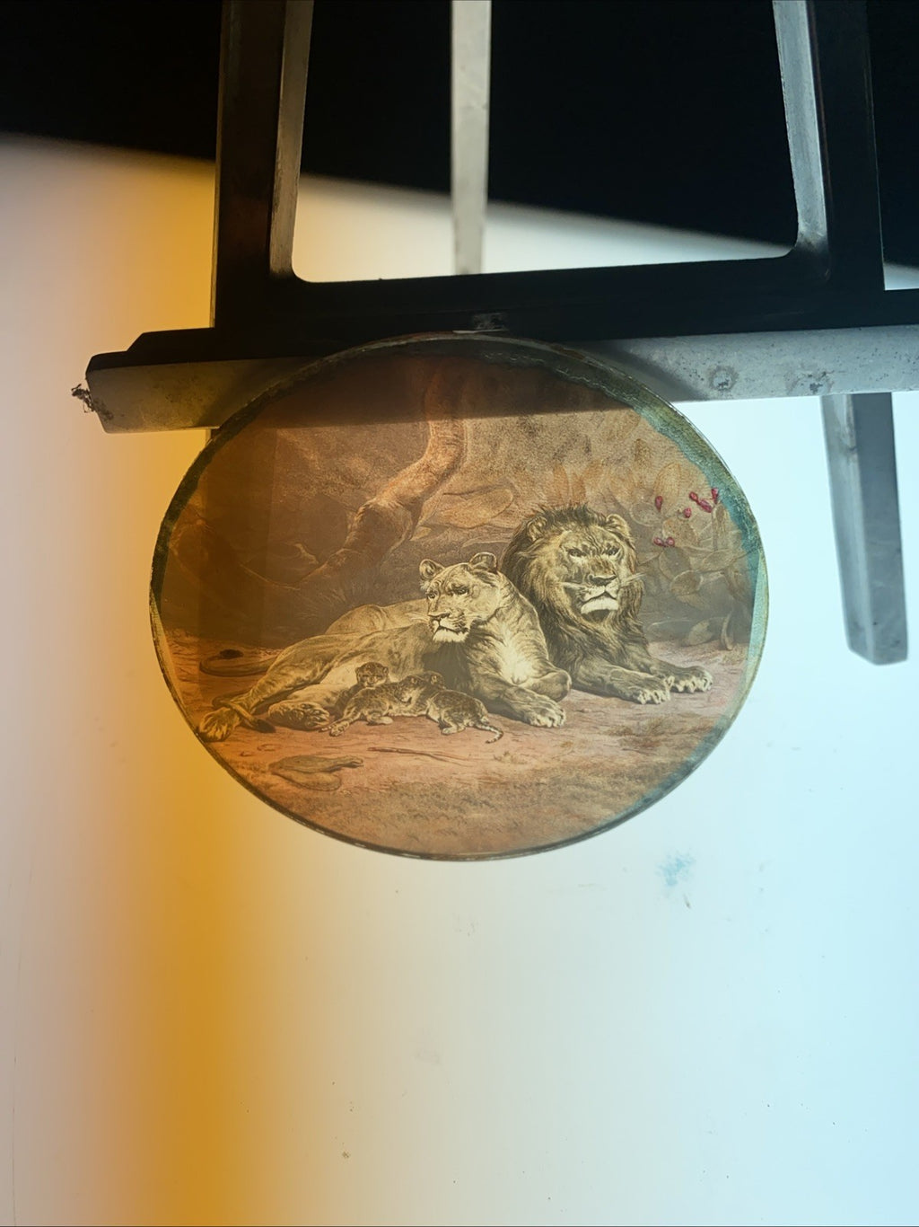 Magic Lantern Victorian Glass Round Handpainted Slide Family of lions (1126)