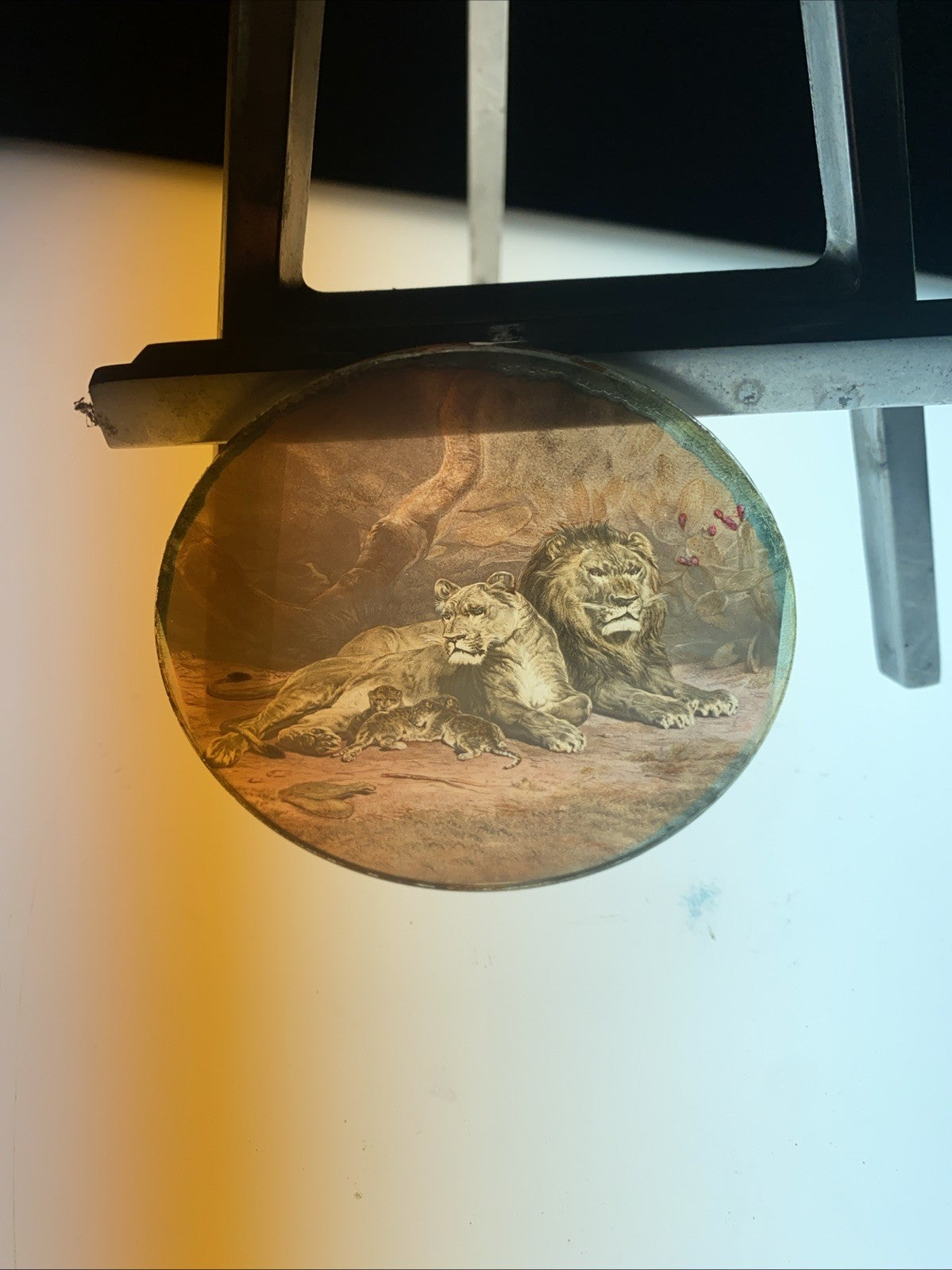 Magic Lantern Victorian Glass Round Handpainted Slide Family of lions (1126)
