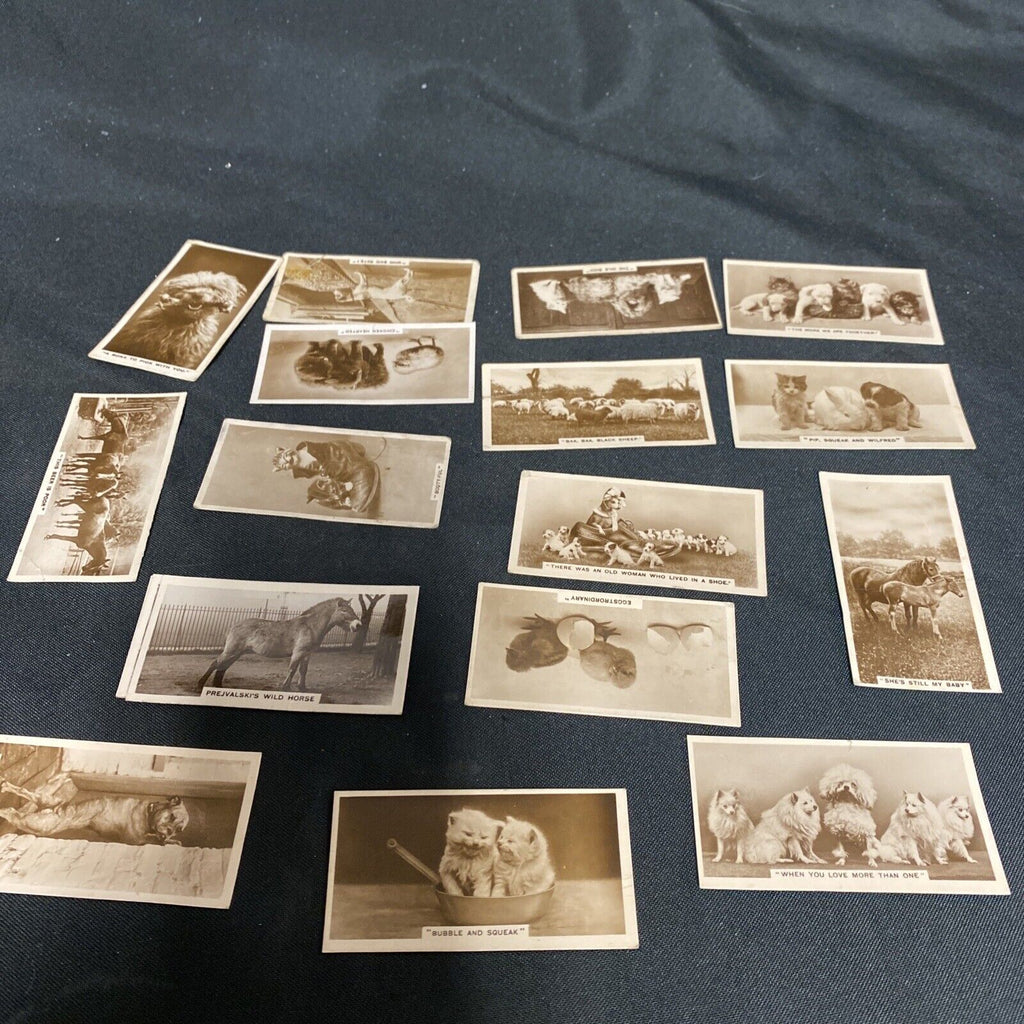 Millhoff Cigarette Real Photograph Cards - Animals from various series x 18 cards -(9155)