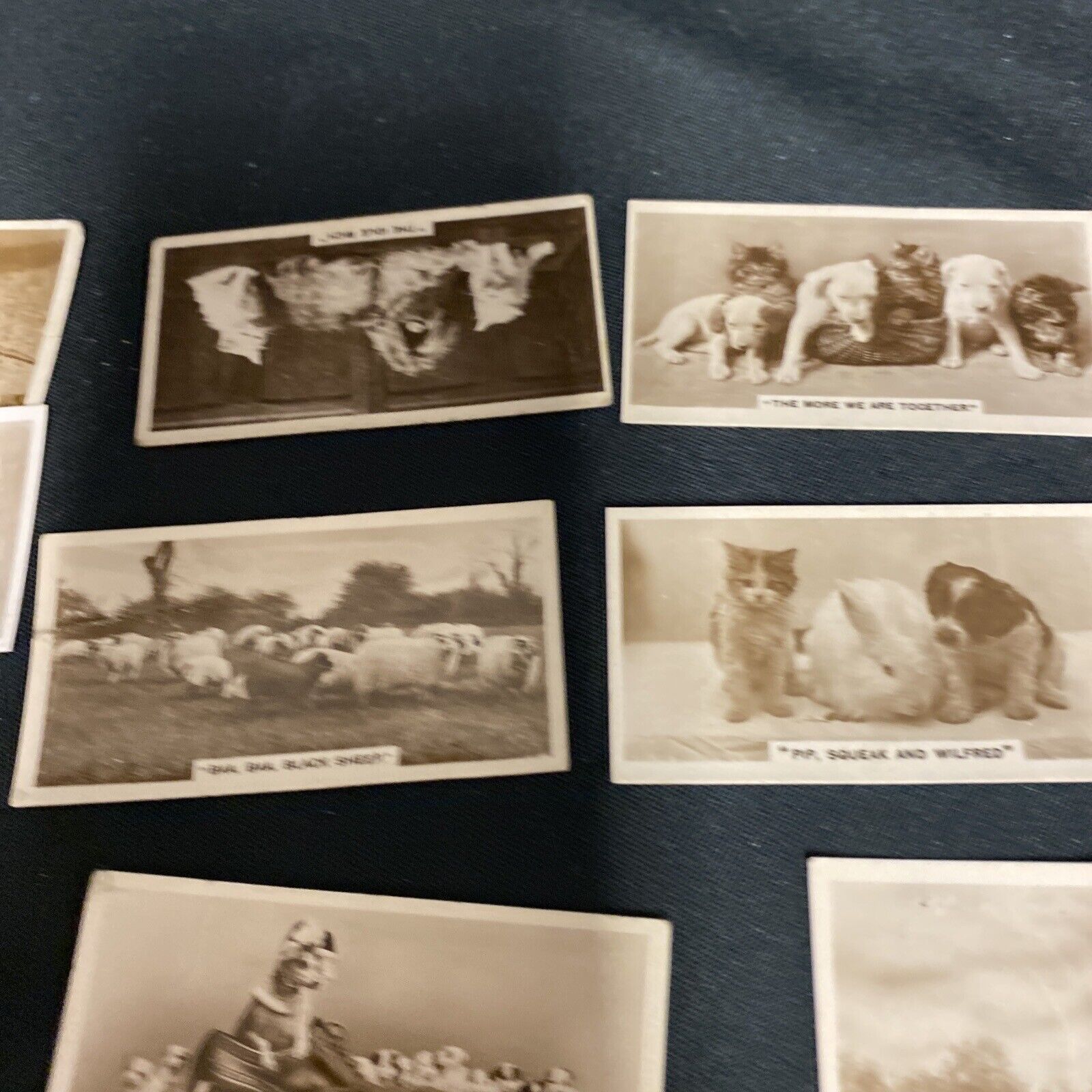 Millhoff Cigarette Real Photograph Cards - Animals from various series x 18 cards -(9155)