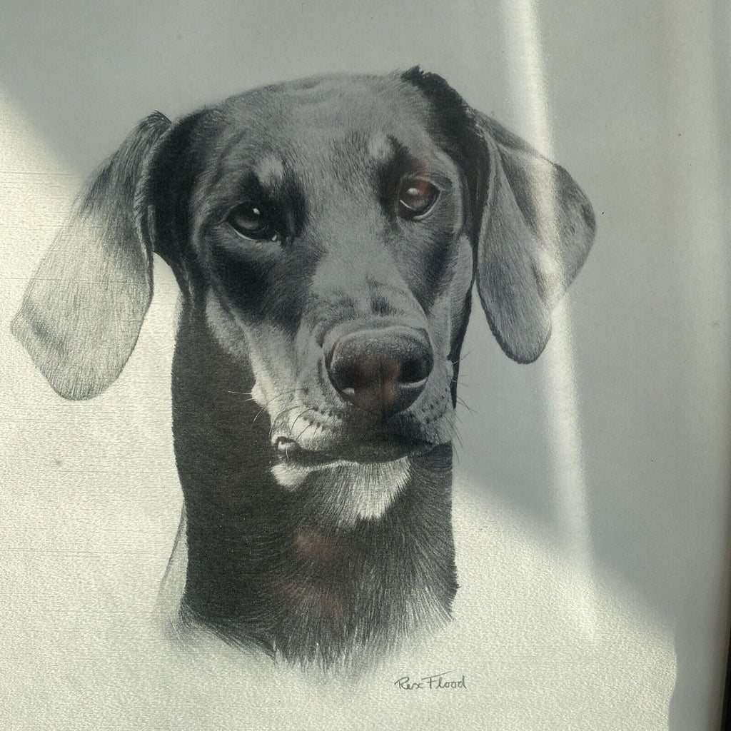 Rex Flood - Framed Glazed Pencil Print Labrador Dog 1990 - (9097)