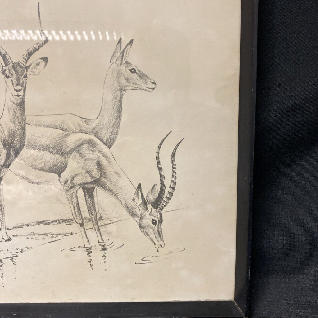 Cunningham - Antique drawing original - Gazelles - Glazed and Framed - (5337)