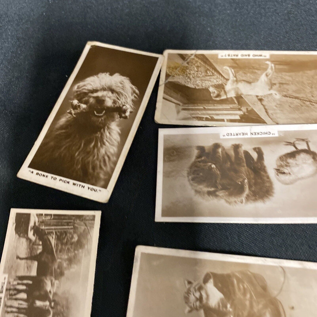 Millhoff Cigarette Real Photograph Cards - Animals from various series x 18 cards -(9155)