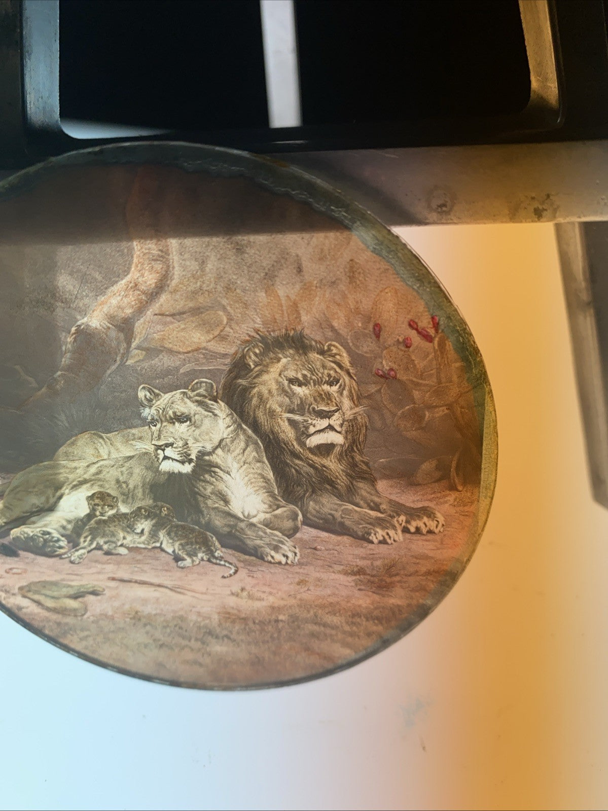 Magic Lantern Victorian Glass Round Handpainted Slide Family of lions (1126)