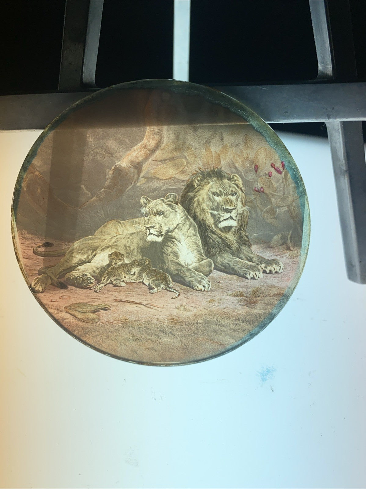 Magic Lantern Victorian Glass Round Handpainted Slide Family of lions (1126)