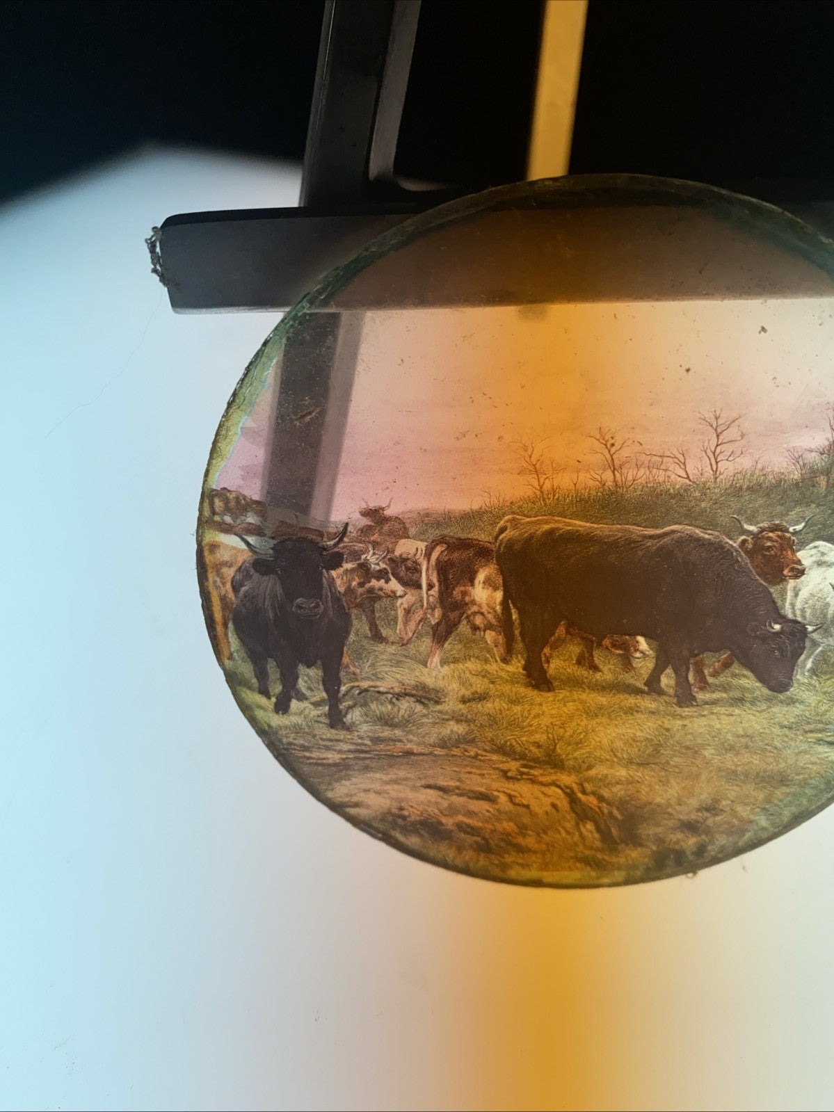Magic Lantern Victorian Glass Round Handpainted Slide Steers in a field (1164)
