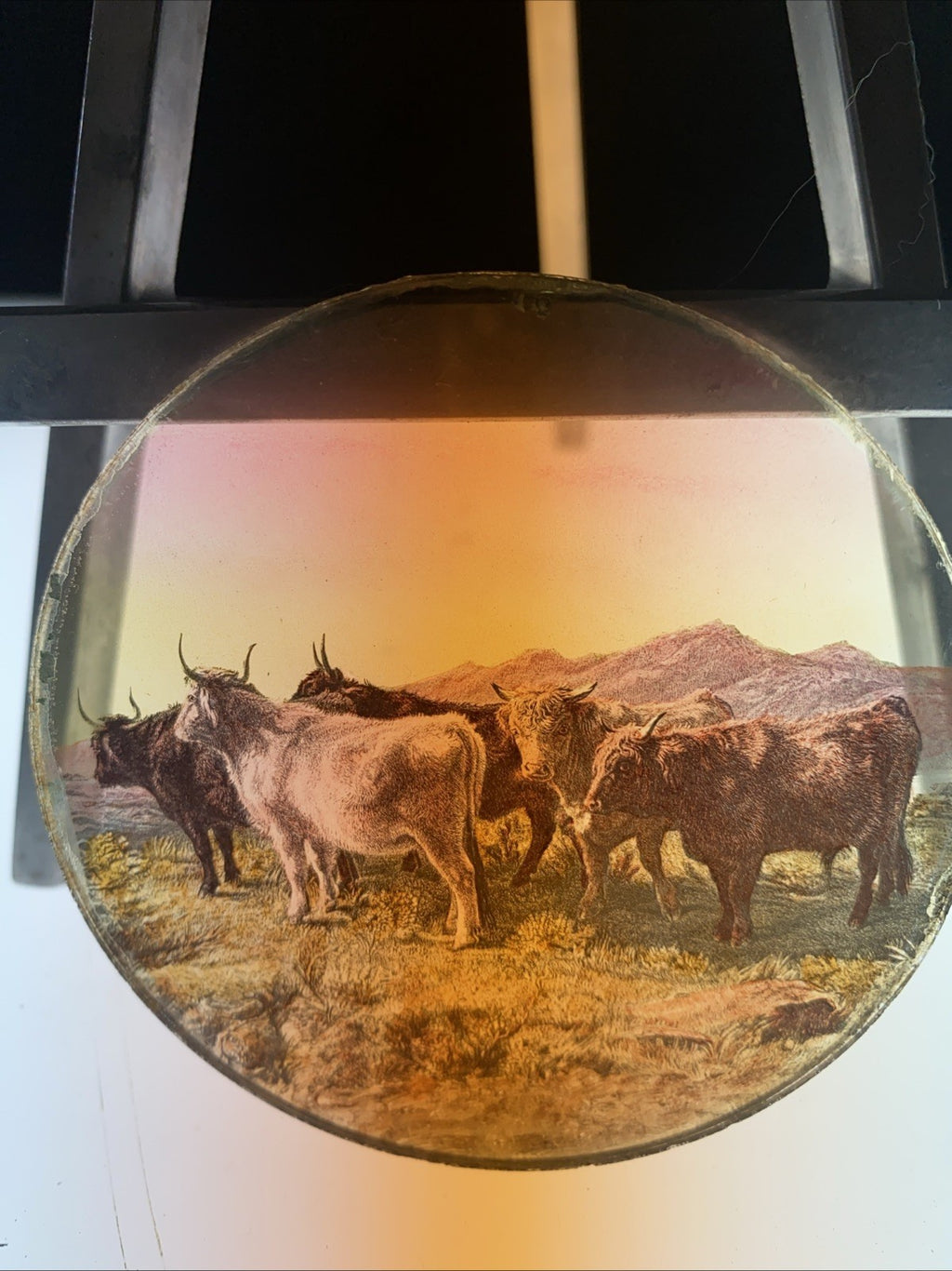 Magic Lantern Victorian Glass Round Handpainted Slide Steers in a field - (1097)