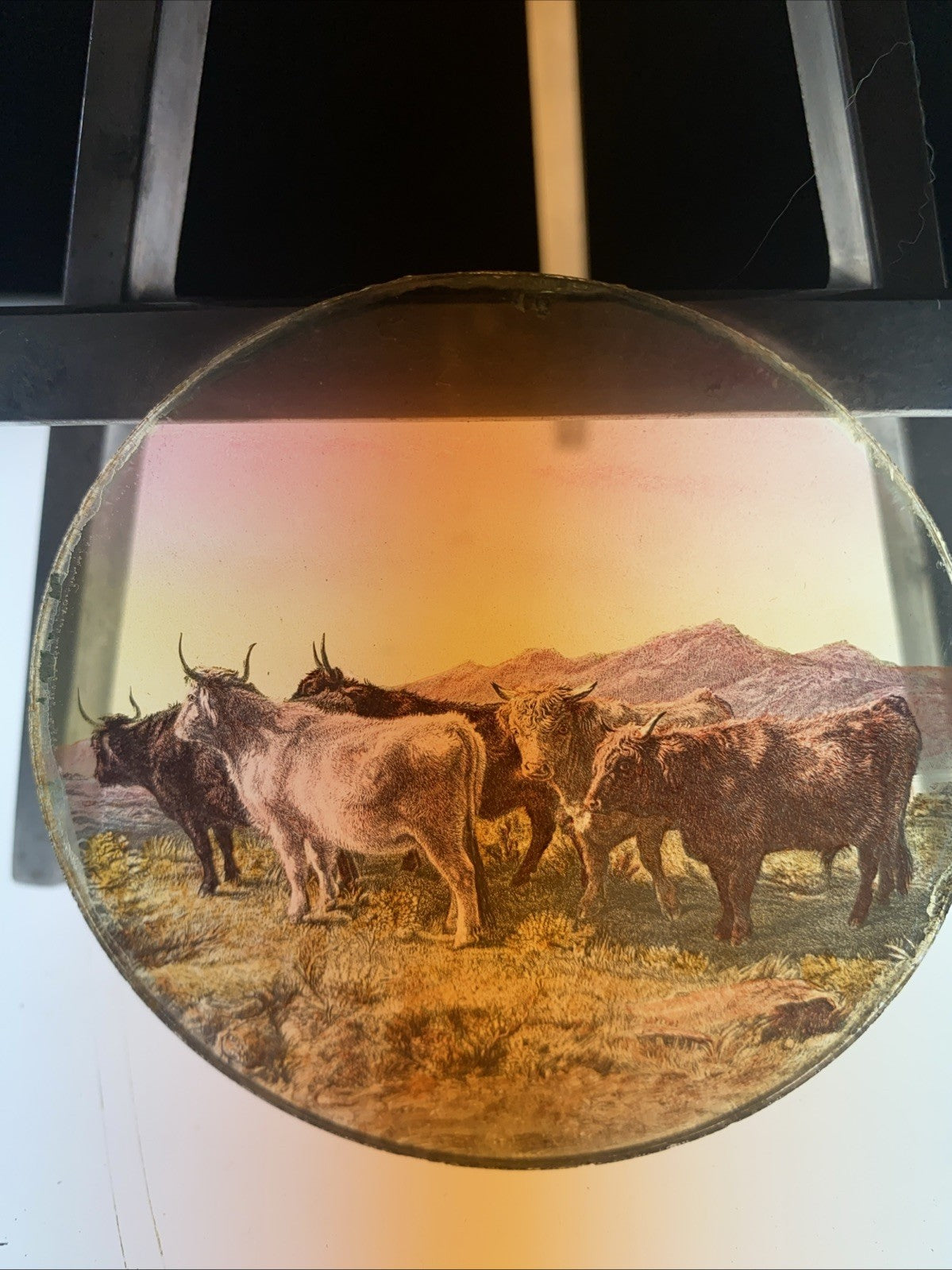 Magic Lantern Victorian Glass Round Handpainted Slide Steers in a field - (1097)