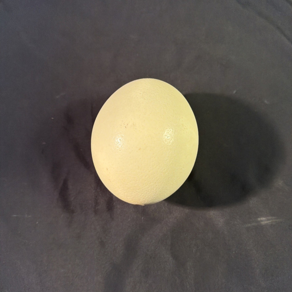Ostrich egg Blown undecorated clean from Africa  6" - (1998)