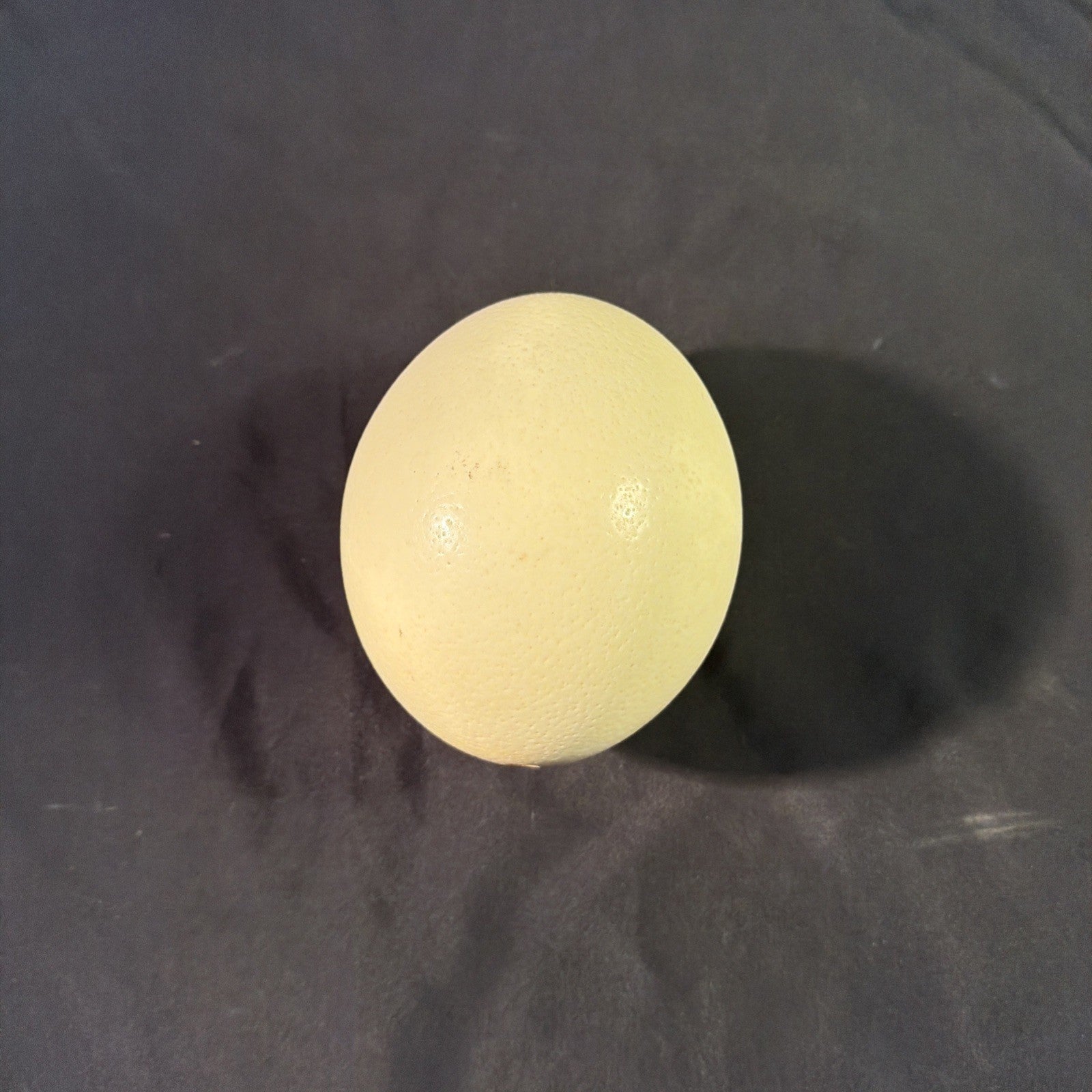Ostrich egg Blown undecorated clean from Africa  6" - (1998)