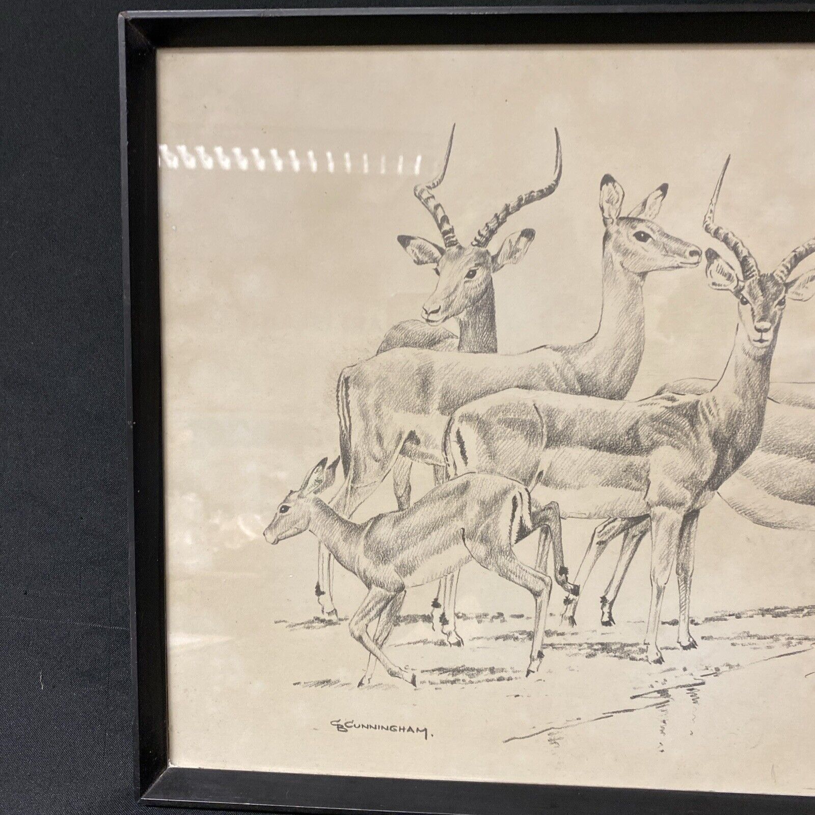 Cunningham - Antique drawing original - Gazelles - Glazed and Framed - (5337)
