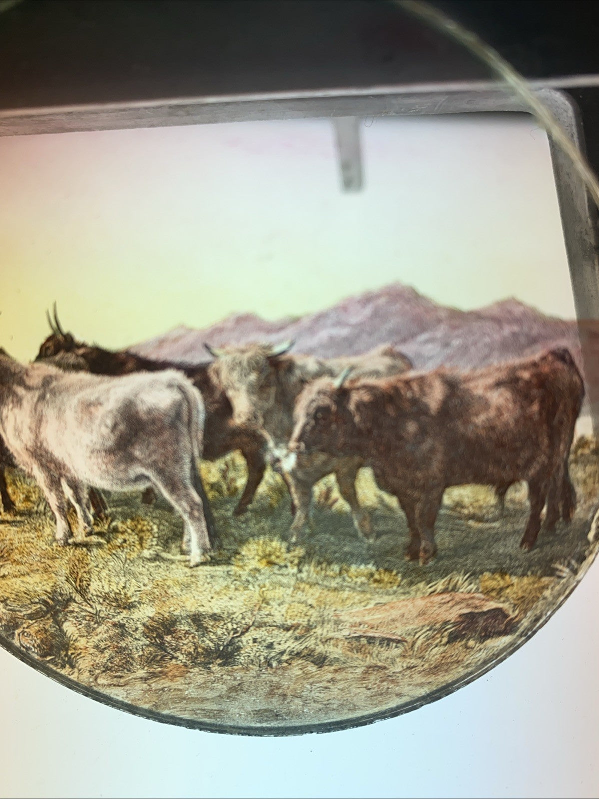 Magic Lantern Victorian Glass Round Handpainted Slide Steers in a field - (1097)