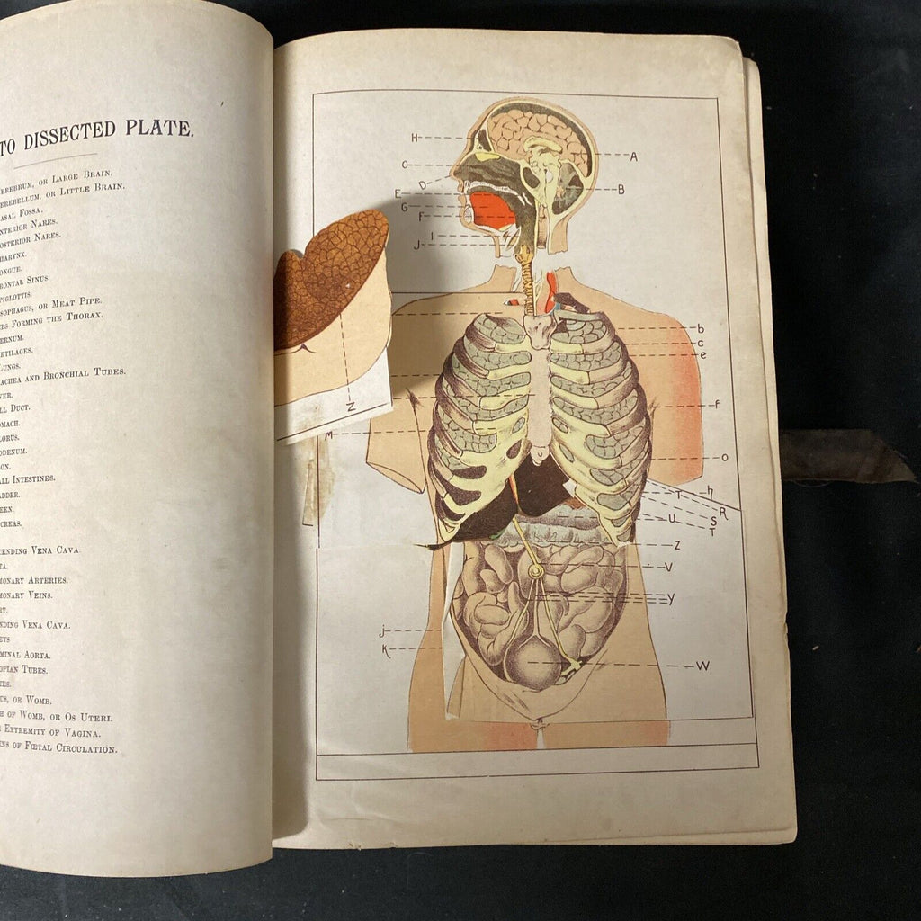Kellogg THE HOME HAND-BOOK OF DOMESTIC HYGIENE & RATIONAL MEDICINE 1902 (5272)